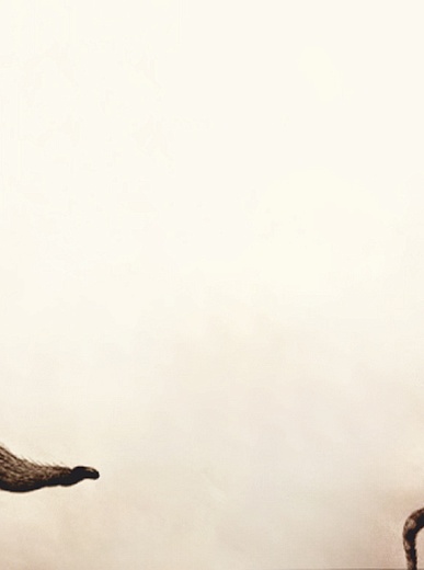 Концертная программа для детей «Петя и Волк»